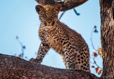 Luipaard staand in boom, Zuid-Afrika